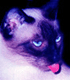 Benutzeravatar